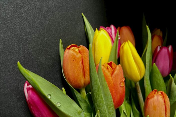Geschenk zum Frauentag, das nie enttäuscht 🌷