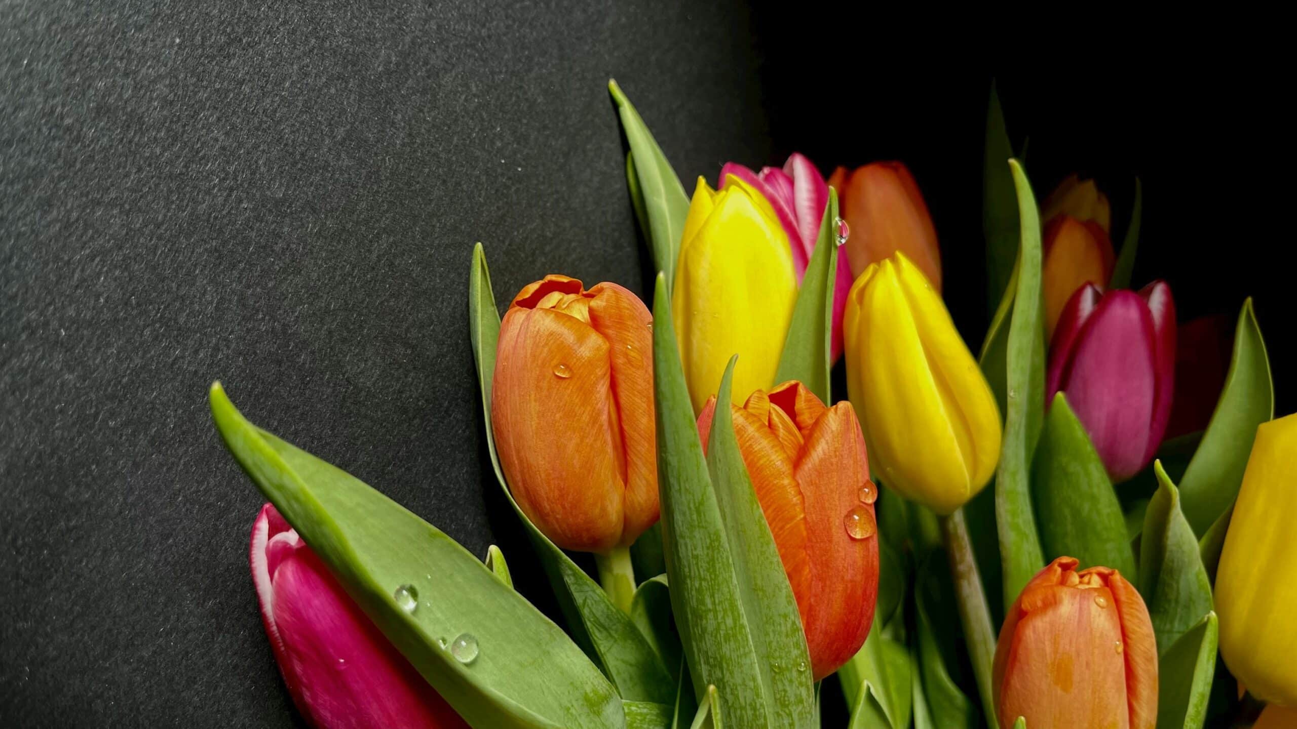 Geschenk zum Frauentag, das nie enttäuscht 🌷